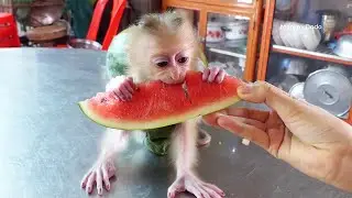Mom Very Surprise To See Little Zuji Can Learn To Eat Watermelon