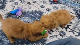 Luna and Ursa the mini English Goldendoodle puppies