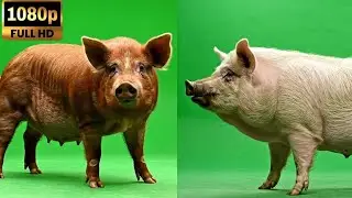 A pig green screen video for free to use (No Copyright Video) #nocopyright #greenscreen #pig 