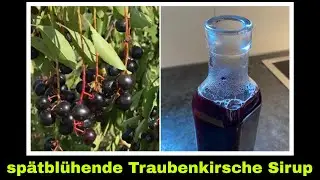 Sirup sp&auml;tbl&uuml;hende Traubenkirsche Rezept | wilde Kirsche Kirschsirup | Selbstversorgung 