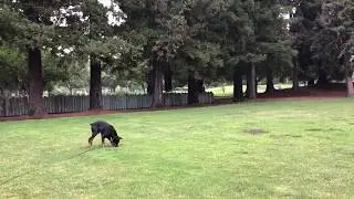 IPO tracking practice