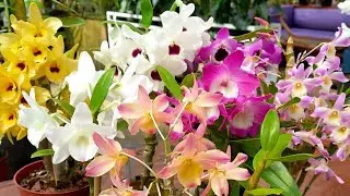 Super Promo&ccedil;&atilde;o de Orqu&iacute;deas Dendrobium 