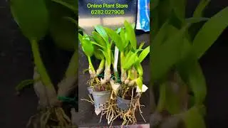 Dendrobium Orchid sale / offer sale / orchid sale kerala