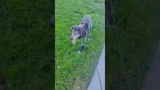 Bogey at one year and four months after surgery for osteosarcoma 