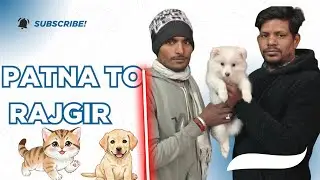 Show Quality Indian Spitz Puppy Going To Rajgir Bihar | Pet Shop In Rajgir Bihar | Pavelian Puppy