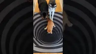 Dogs & Cat React to 3D Black Hole Rug! (Optical Illusion Pet Fail) #pets #funnyanimals