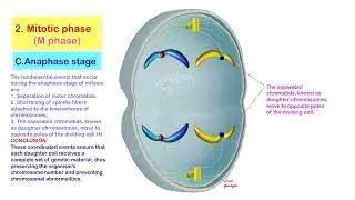 mitosis, mitoz, समसूत्री विभाजन, Mitose, Митоз, 有糸分裂、有丝分裂，Mitosi, Mitoza, Mit&oacute;za, 유사 분열, Mit&oacute;zis,