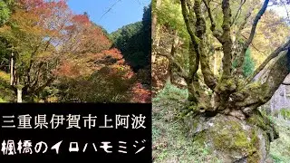 推定樹齢400年　楓橋のイロハモミジ🍁