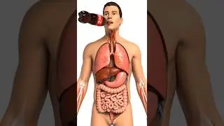 How Coca Cola Passes Throughout The Body #anatomy #humanbody #stomach