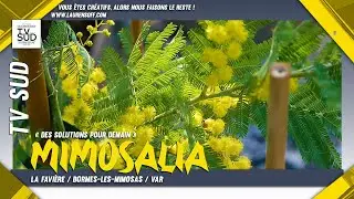 #MIMOSALIA 2026 à Bormes les Mimosas Le rendez-vous incontournable des amoureux des plantes