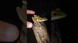 Catch tree frog so fun | Funny Frog | 面白いカエル | Toad |ヒキガエル