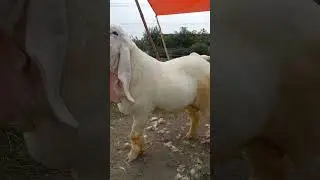 Kajla chatra top quality fresh 2 dant | gujranwala bakra mandi #gujranwala #mundra #mandi #bakra