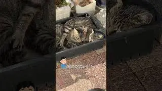 CS737 黒猫だけ外で毛繕い #ノラ猫