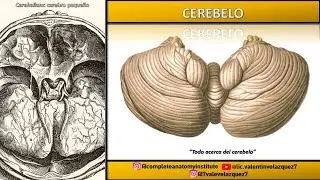 CEREBELO | CARAS, RELACIONES, PEDÚNCULOS, VÁLVULA DE VIEUSSENS, EMINENCIA CRUCIAL DE MALACARNE
