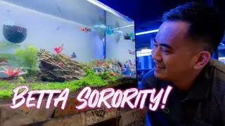 HOW TO SET UP A BETTA ECOSYSTEM | TOP TIPS FOR CARING FOR BETTA | ULTUM NATURE SYSTEM | SEACHEM