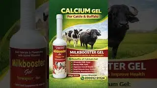 calcium gel supplement for increasing milk production and post calving complications #cattle #cow