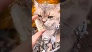#Cat found #Gold, #shorts #USA #catlovers