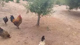 القيام بجولة في المزرعة و إطعام الحيوانات