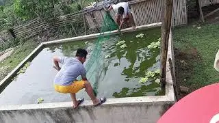 TILAPIA FARMING IN POND | GROWING TILAPIA AT BACKYARD #short #pond #tilapia #fishing