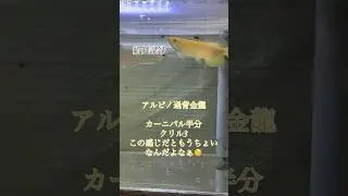 アロワナ 成長記録 給餌記録 アルビノ過背金龍 紅龍 SUPERRED