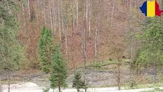 [🇷🇴Romania ] The river Nature Relaxation 01 | Live 24.10.2025