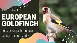European Goldfinch facts 🦜 Goldfinch 🦜 native to Europe, North Africa and western and Central Asia