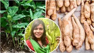 What is Arrow Root Powder?Digging Arrowroot  in My Garden|கூடை நிறைய கூவை கிழங்கு அறுவடை