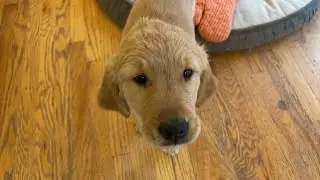 Puppy Video Since Trip Got Delayed (Again)