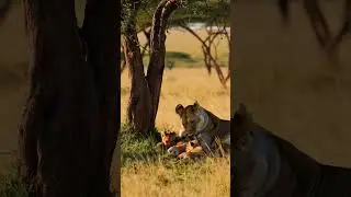 Lioness Gives Birth in the Wild! 🦁❤️ First Moments of Life | Nature&rsquo;s Miracle #Shorts #shortsviral