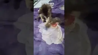 #catfunny #catvideos #cute