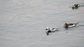 Long-tailed (Old Squaw) Duck Pair with Calling - Lake Ontario