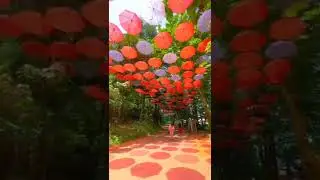 The art of Umbrellas on street #beautiful #nature #umbrella #street