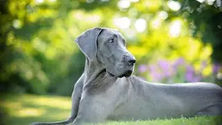 How to Keep Your Great Dane Cool in Summer