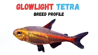 Glowlight Tetra Fish Breed Profile - Growth - Lifespan - Price - Temperament - Feeding