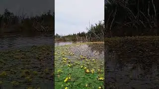 Кубышка  Жёлтая Nuphar lutea,  (кувшинка) О.Красный Г.Хабаровск. #music #nature #travel
