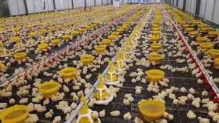 Manajemen broiler di kandang close house umur awal (Masa Brooding) #broiler #ayam #fyp #short #yt