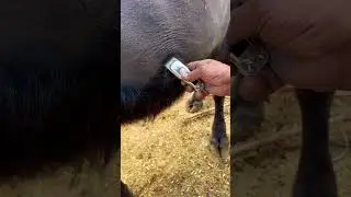 #Buffalo#Dairy Farm#murra Animal #funny #trendingshorts #shortsfeed #shortsviral #youtube