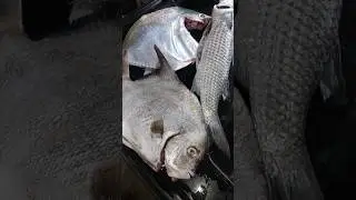 Pescaria #cost&atilde;o saco manso #bombinhas  #pesca #mar #peixegrande #peixe