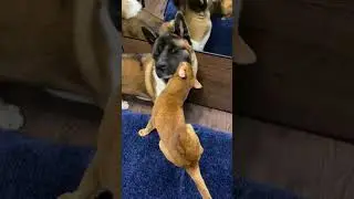 Cats and Dogs Compilation