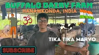 BUFFALO DAIRY FARM 🐃 TOUR - INDIA - TIKA TIKA MARVO - LIKE SHARE AND SUBSCRIBE