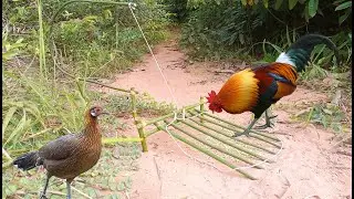 Amazing Simple Unique Wild Chicken Trap Using Bamboo / Easy Make A Wild Chicken Trap
