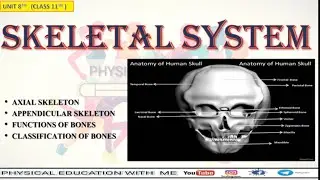 SKELETON SYSTEM WITH DIAGRAM || Physical Education || Class 11th || Unit 8th || in Hindi and English