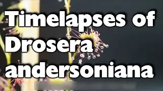 Timelapses of the tuberous Drosera andersoniana/ Zeitraffer mit einer Knollendrosera