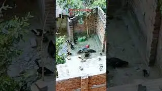 আমি পেয়েছি পৃথিবীর উঁচুতে ,চীনা হাঁস পালন পদ্ধতি করা,#shorts video#viralvideo #youtube shorts #KEKA