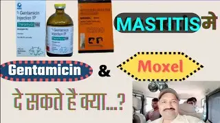 Gentamicin with Moxel Injection veterinary uses in MASTITIS   Ramawat Vets Club