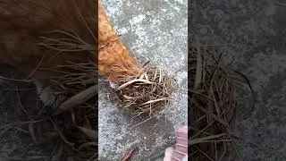 Mischievous cat caught in the act of bird nest mischief