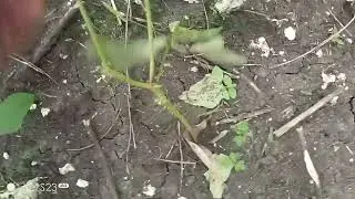 Diskarte sah pag sisitaw na madali mag harves kng harvesan na