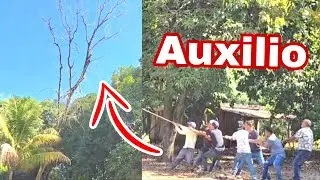 Por culpa de COMANCHE casi pierden la vida sus compañeros al caerle un Arbol encima 😱