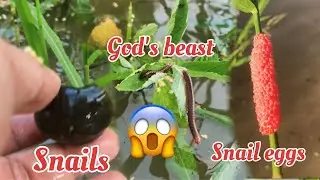 Catch snails, catch fish, meet insects, fish, crabs | Catch Snails | 4K