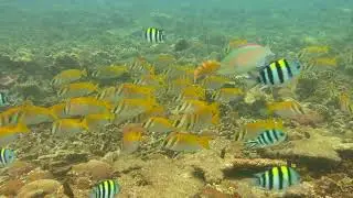 JOWD Koh Tao